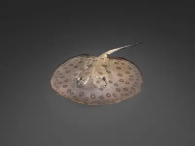 Stingray Low-poly 3D model purchase
