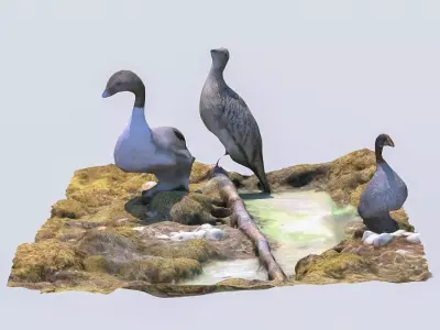 Bird display 2 3D model