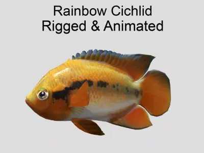 Rainbow Cichlid Low-poly 3D model