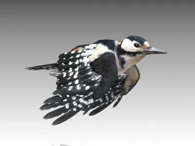 Woodpecker in flight Low-poly 3D model