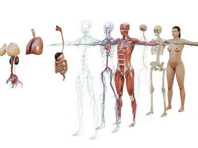 Female Anatomy complete 3D model