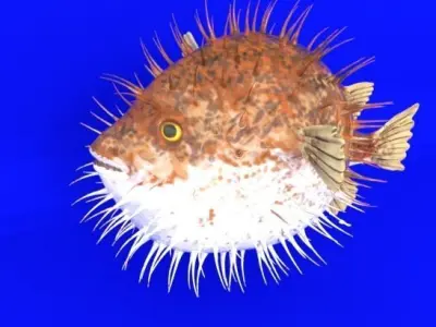 Blowfish puffer fish Low-poly 3D model