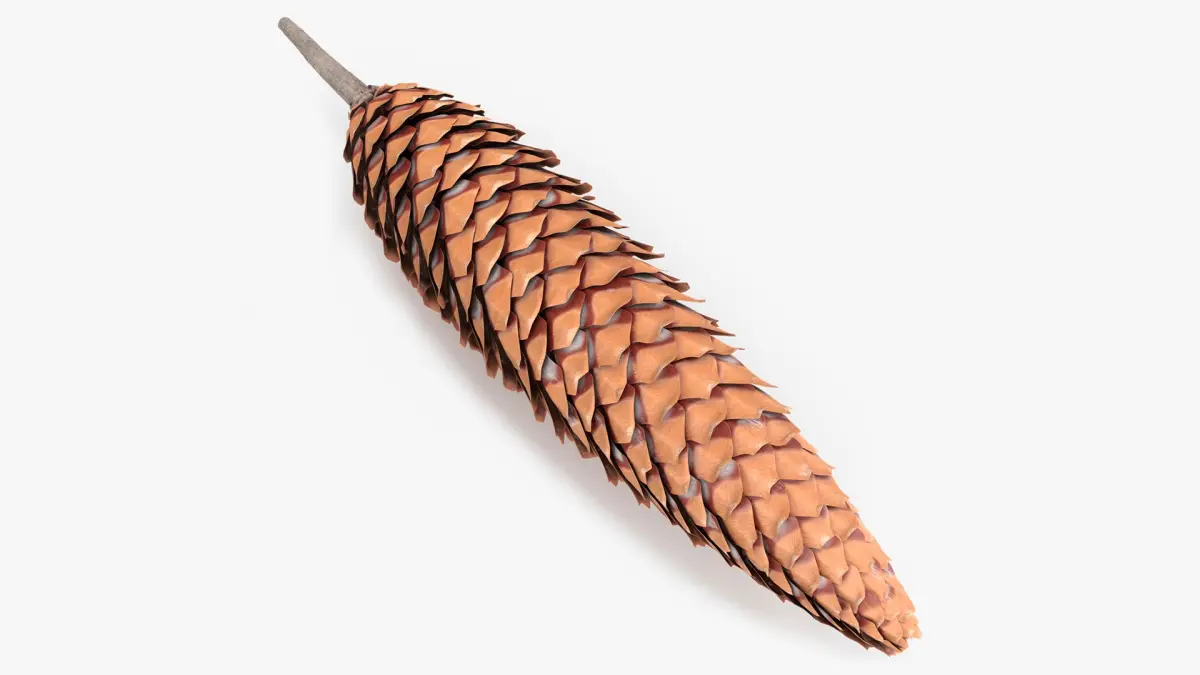 Opened Pine Seed Cone 3D model