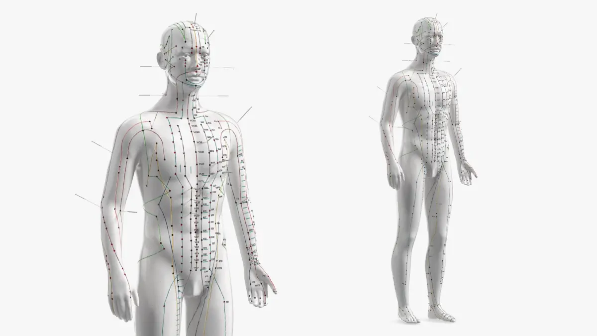 Male Acupuncture Anatomy Chart with Needles 3D model
