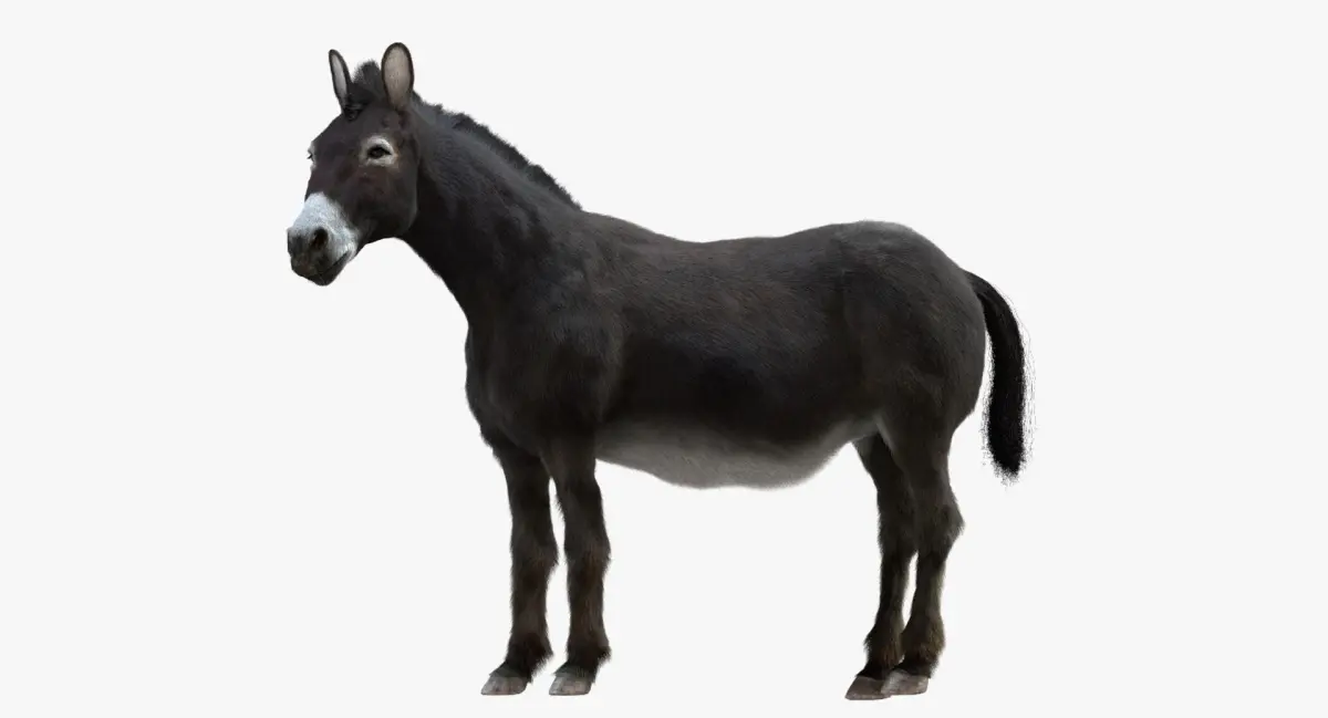 Donkey (Rigged) 3D model
