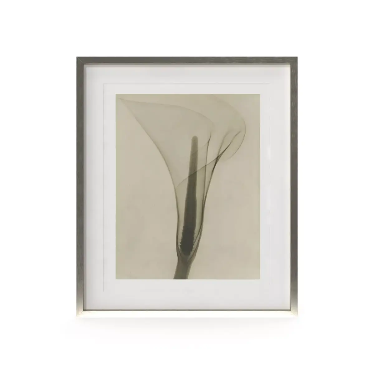 Dain Tasker Photography XRay Of Lily Free 3D model