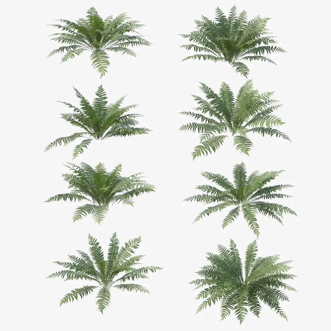 Ferns Dryopteris 01-08 with LODs 3D model