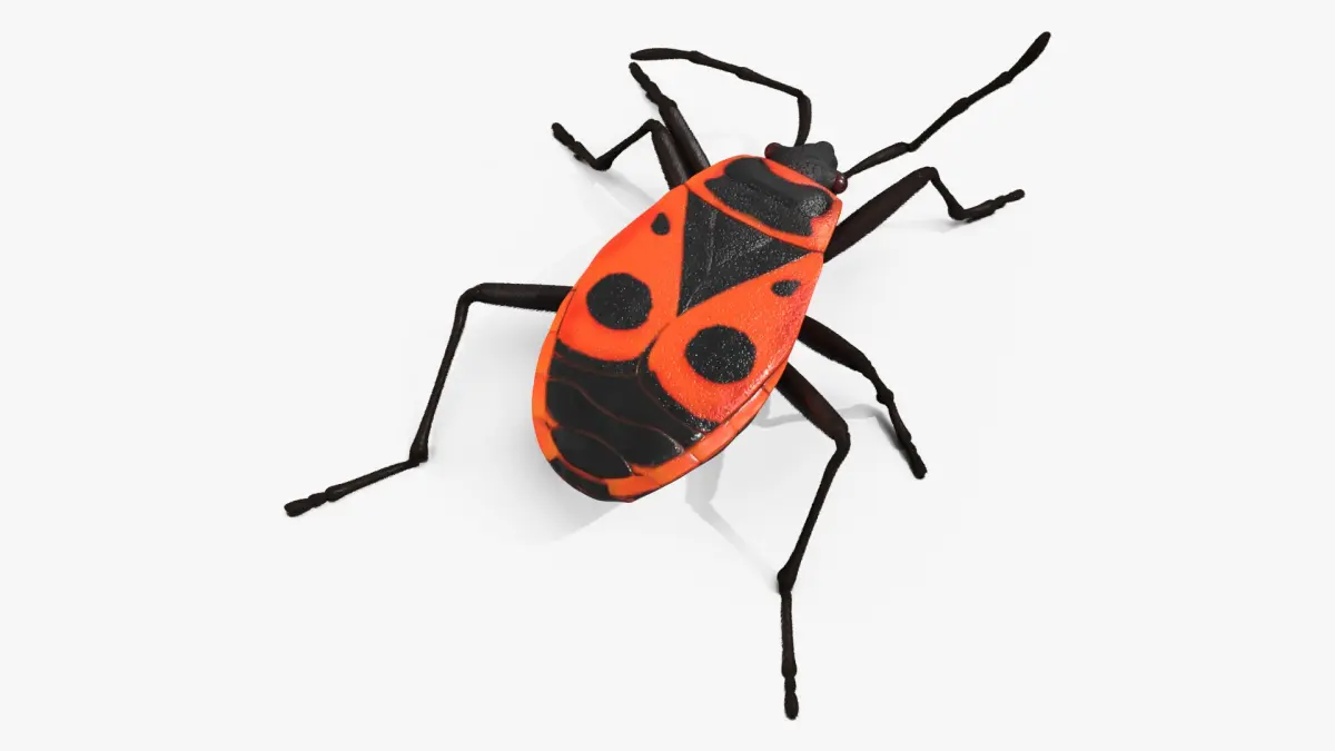 Pyrrhocoris Apterus Crawling Insect Red Black Fur 3D model