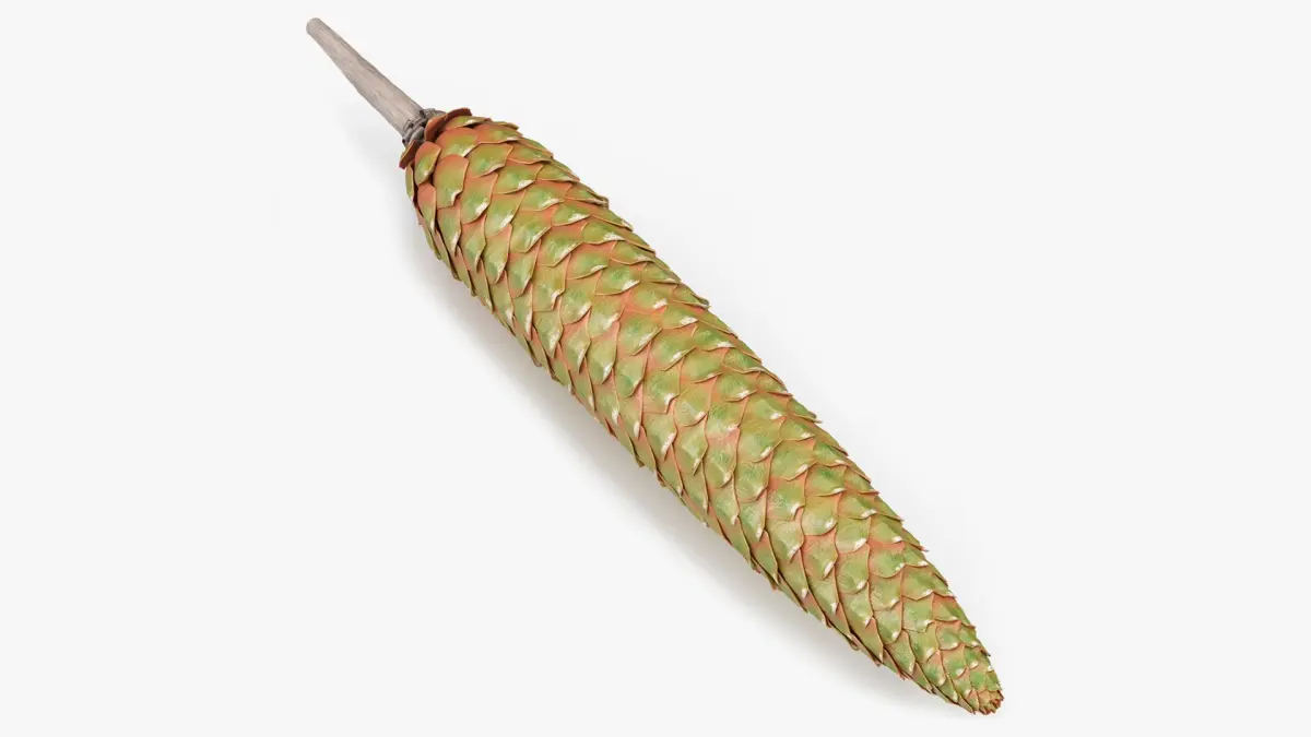 Green Pine Seed Cone 3D model