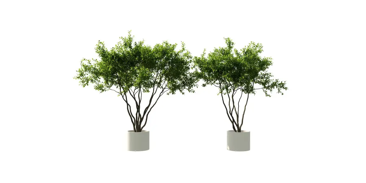 Indoor Plants Free 3D model purchase