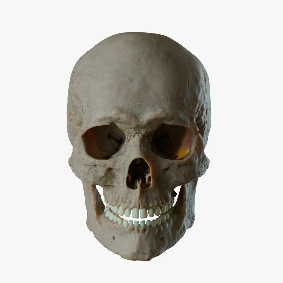 Skull 3D 3D model
