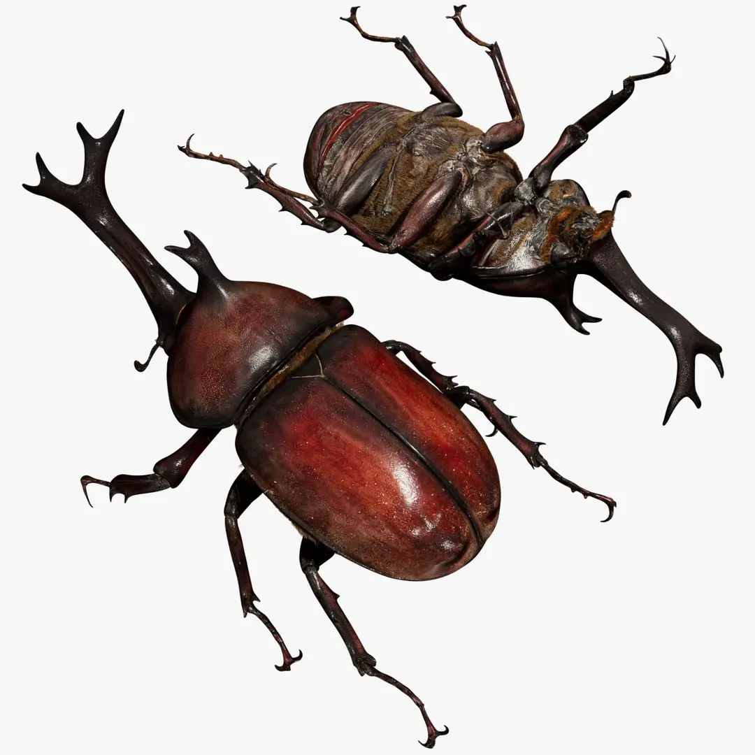 rhinocerosBeetle 3D 3D model
