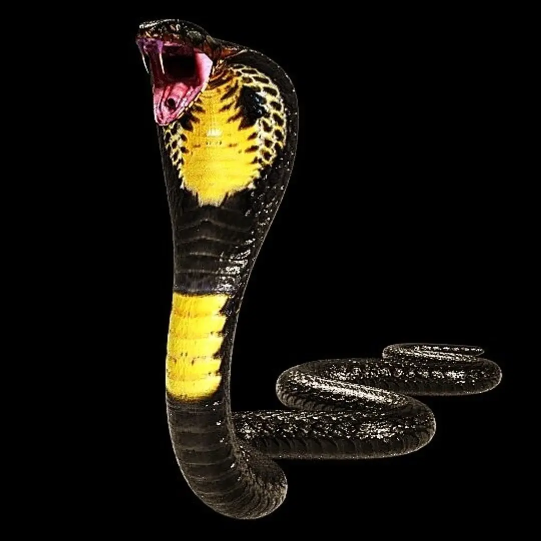 King Cobra Black Snake Low Poly Realistic 3D model