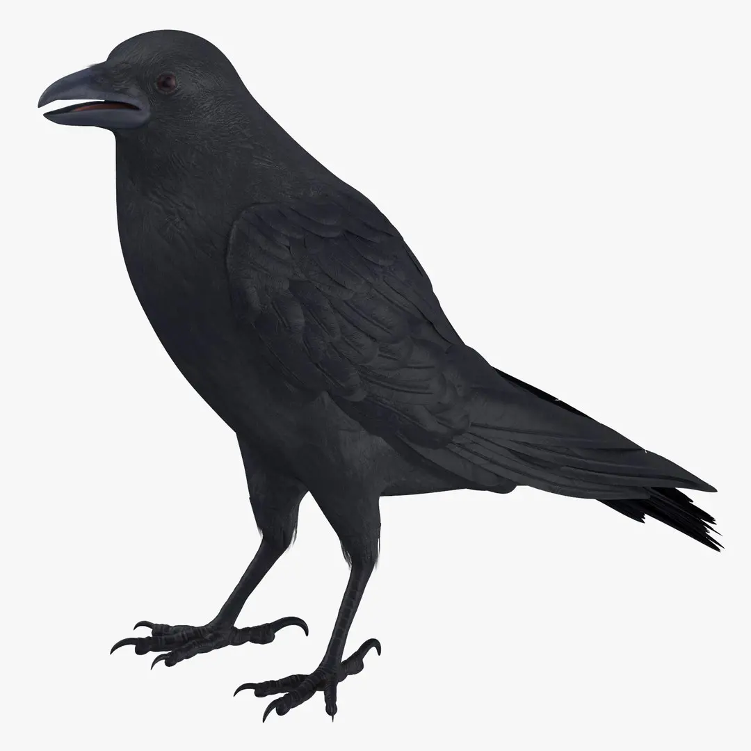 Crow 3 Poses 3D model