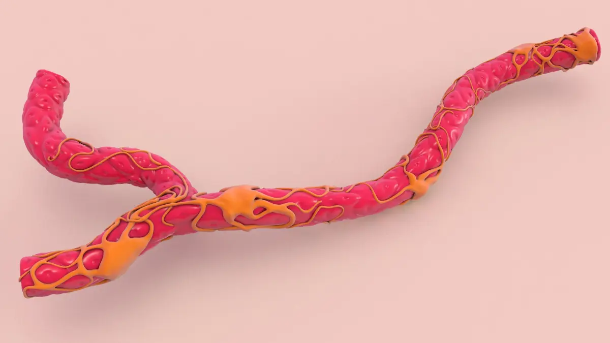 Capillary with Blood Cells 3D model