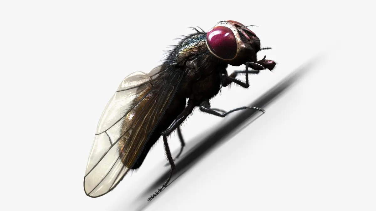 Fly RIG 3D model