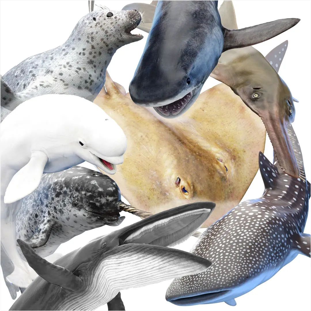 Marine Collection Animated 3D model