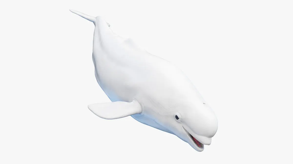 Beluga Whale 3D model buy