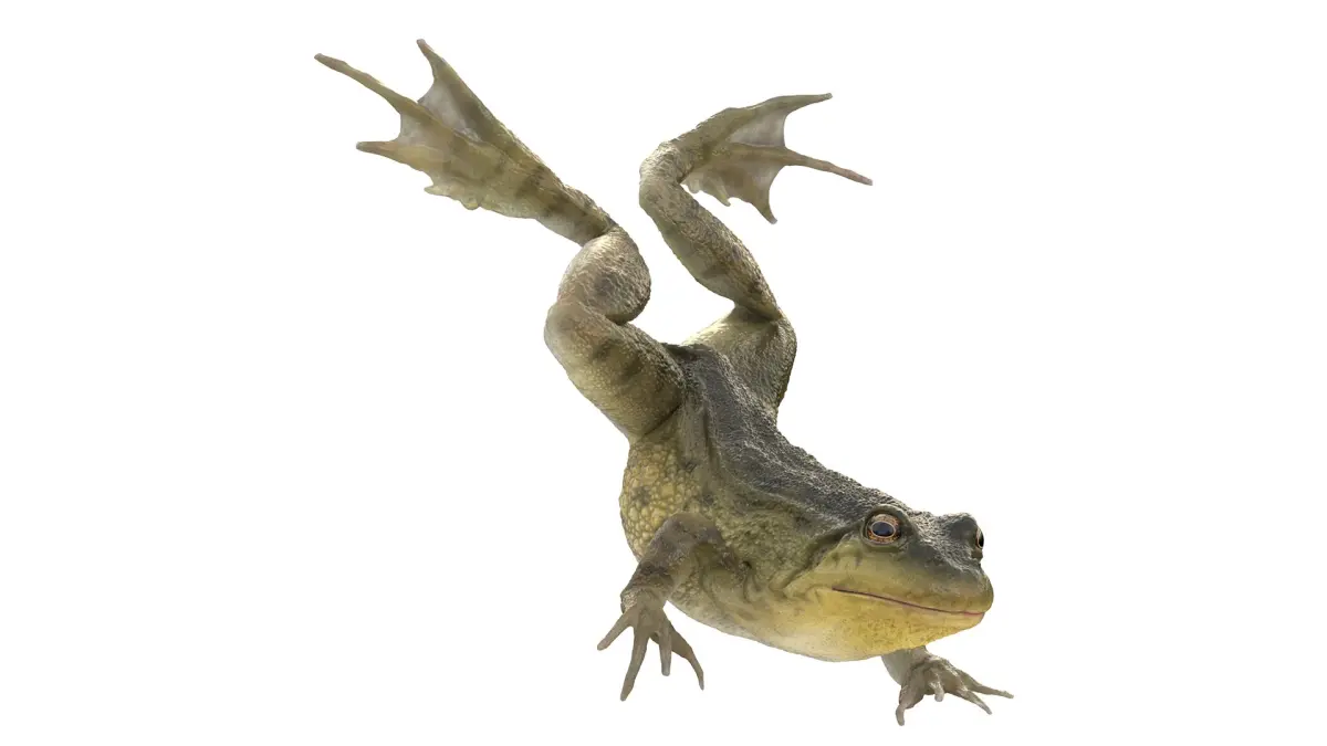 Swimming Northern Green Frog Rigged and Animated 3D model