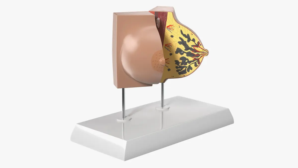 Female Breast Anatomy Model During Pregnancy 3D model