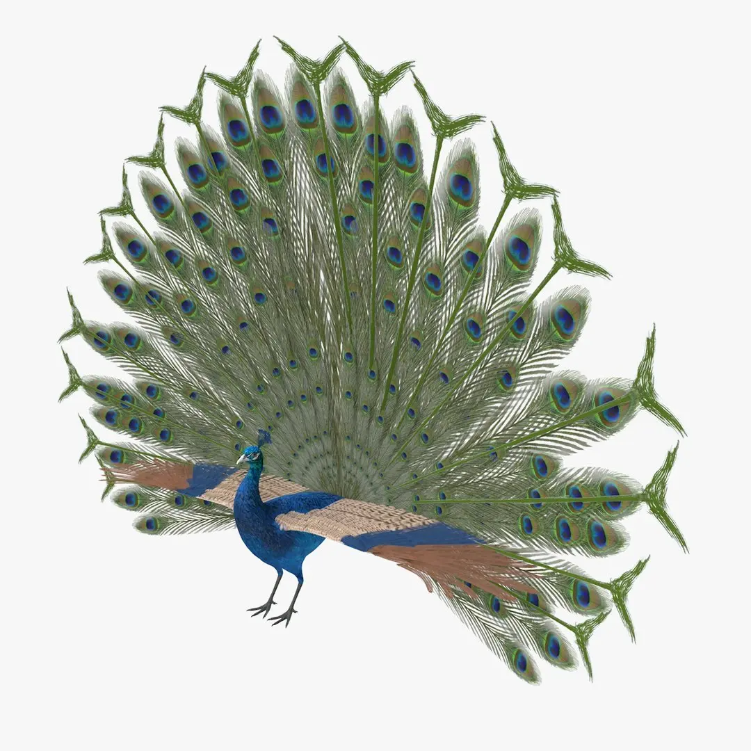 Peacock Peafowl Bird Rigged 3D model