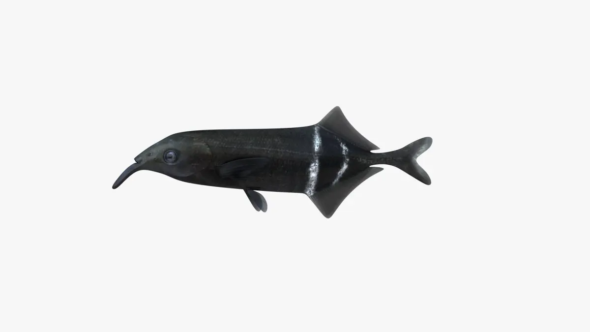 Long-Nosed Elephant Fish 3D model