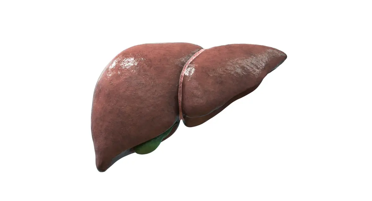 Liver 3D model purchase