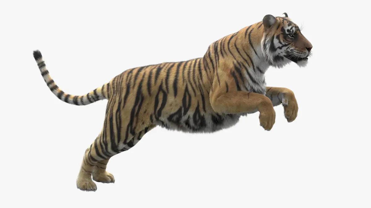 Tiger Rigged Maya 3D model purchase
