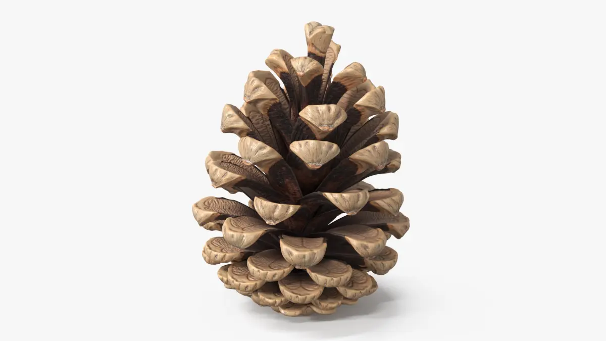 Opened Pine Cone Brown 3D model