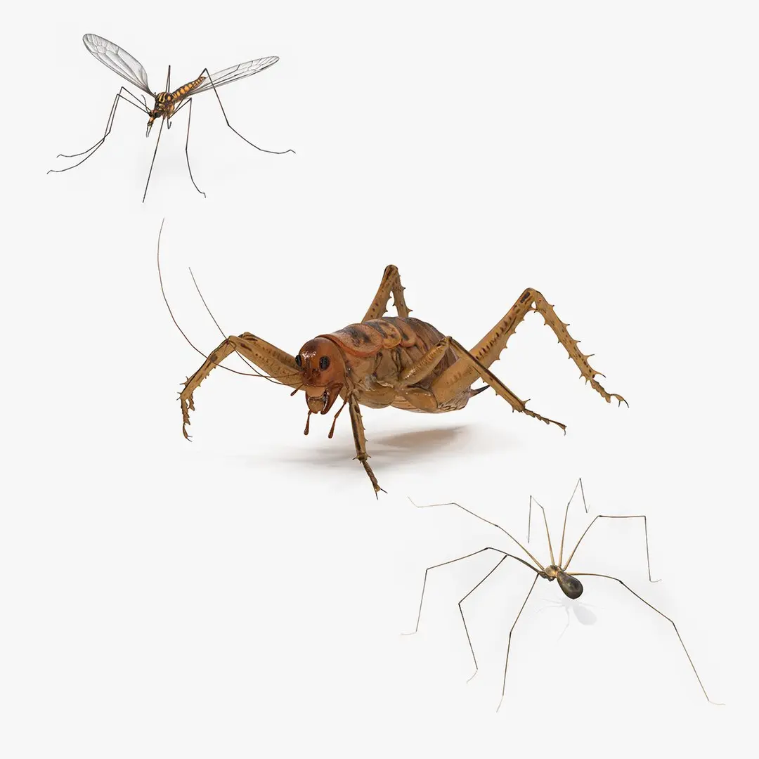 Rigged Insects Collection 3D model