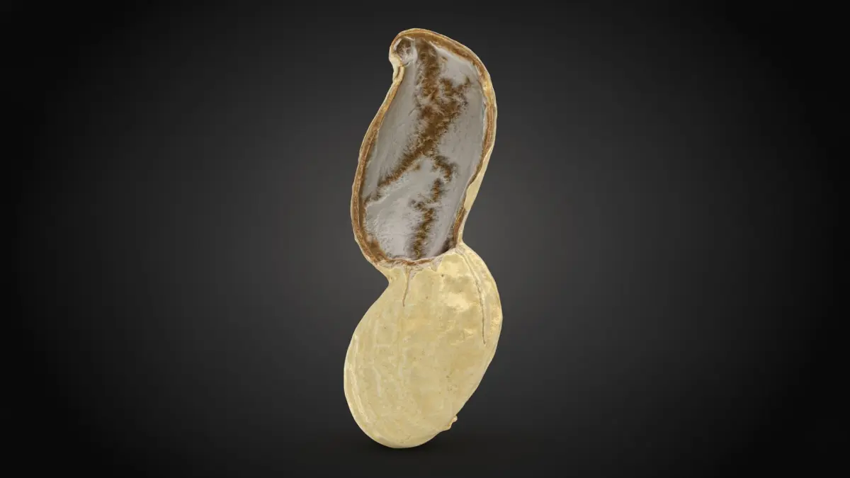 Open Peanut Shell 01 3D model