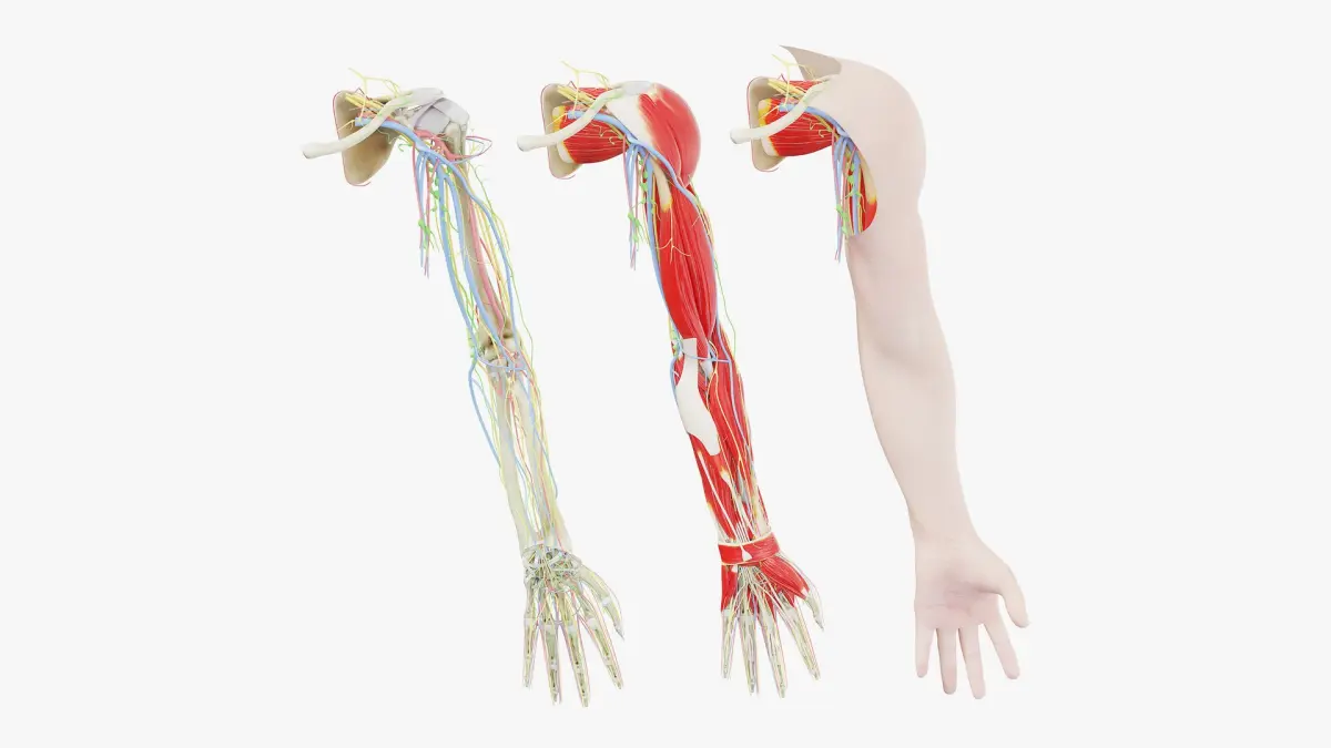 Human Male Arm Anatomy 3D model