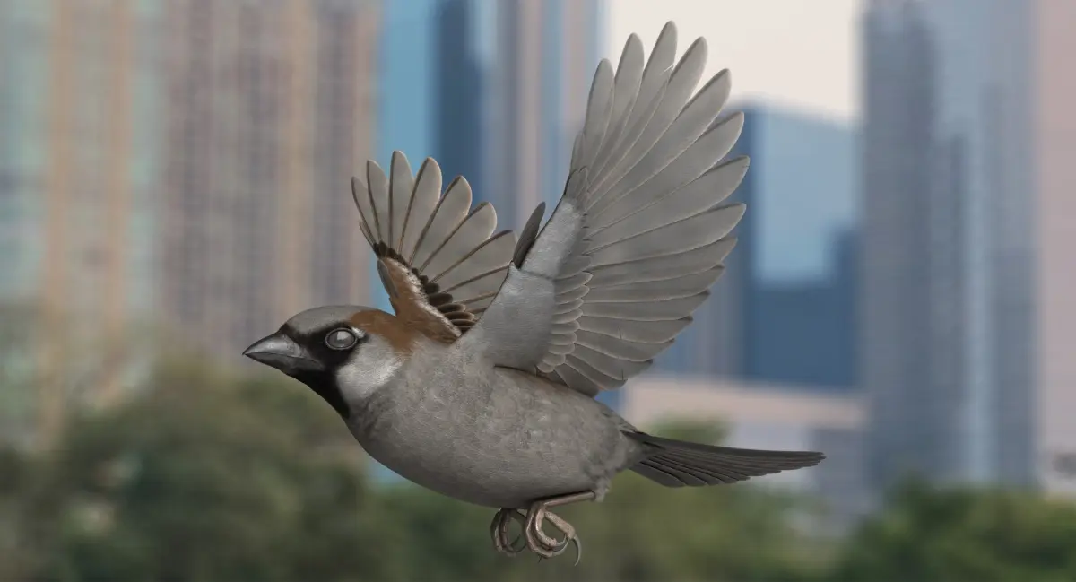 House Sparrow Rigged 3D model