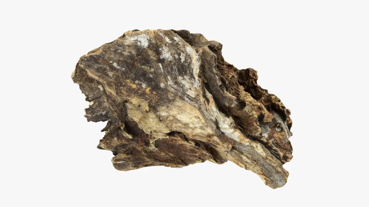 Tree Trunk Piece 13 3D model