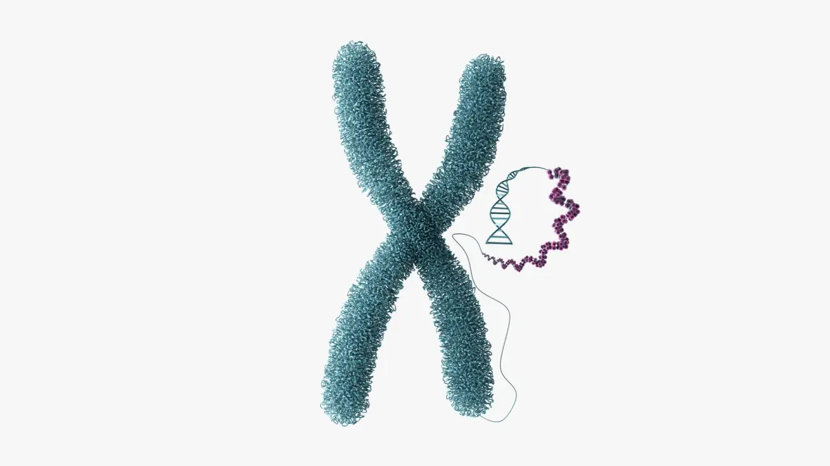 Chromosome Chromatin 3D model