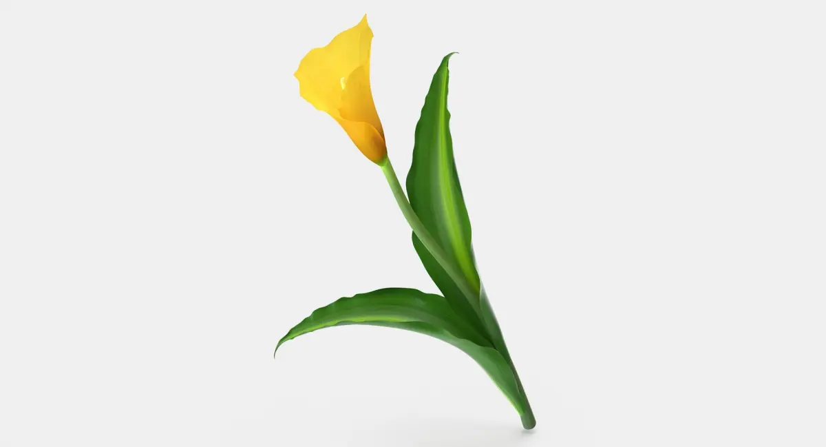 Yellow Calla Flower 3D model