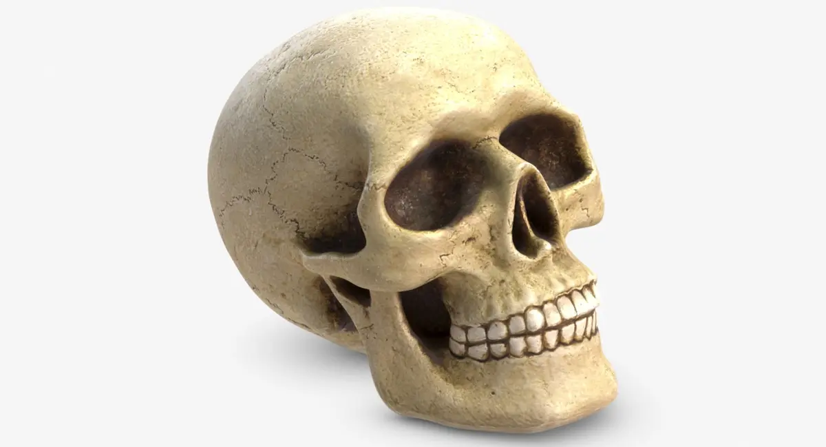 Skull 5 3D model