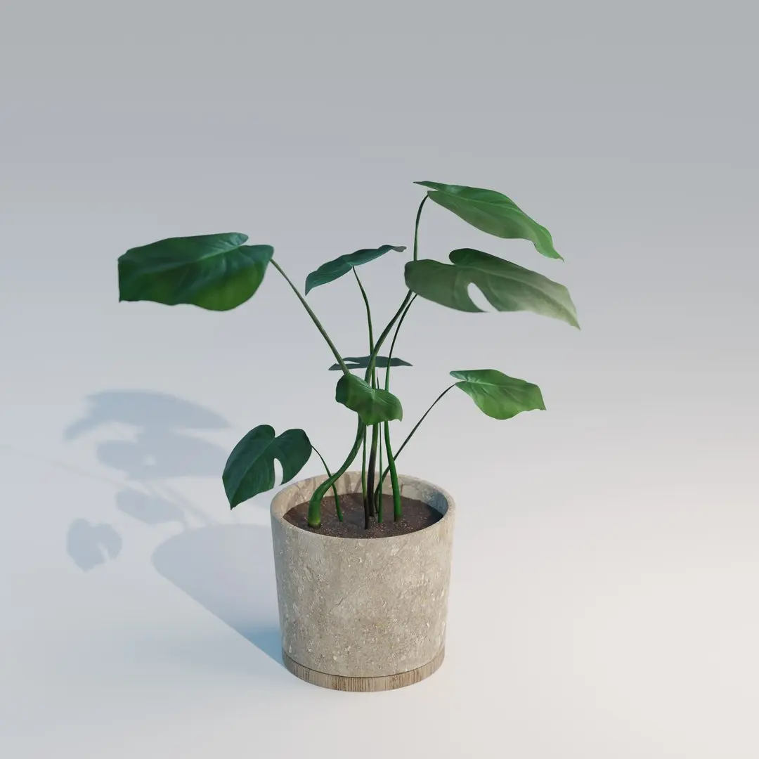 Monstera House Plant High Poly 3D model