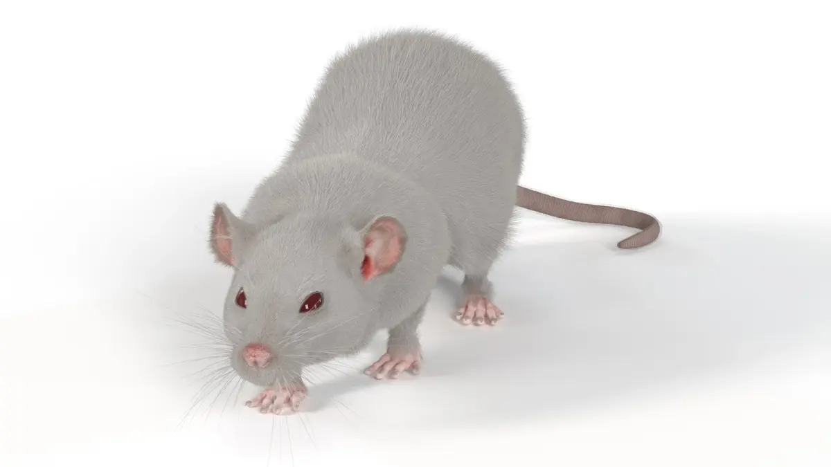 Realistic White Rat with Fur Rigged 3D model