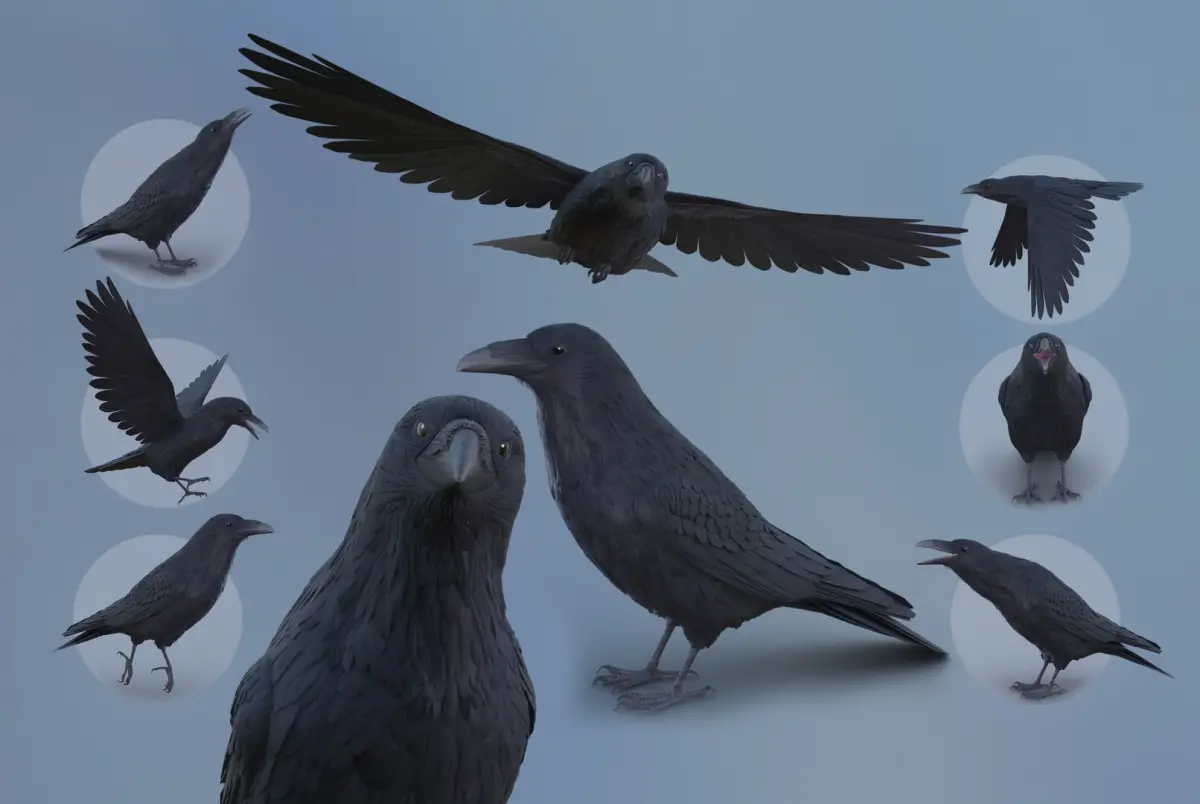 RealisticAnimatedRaven 3D model
