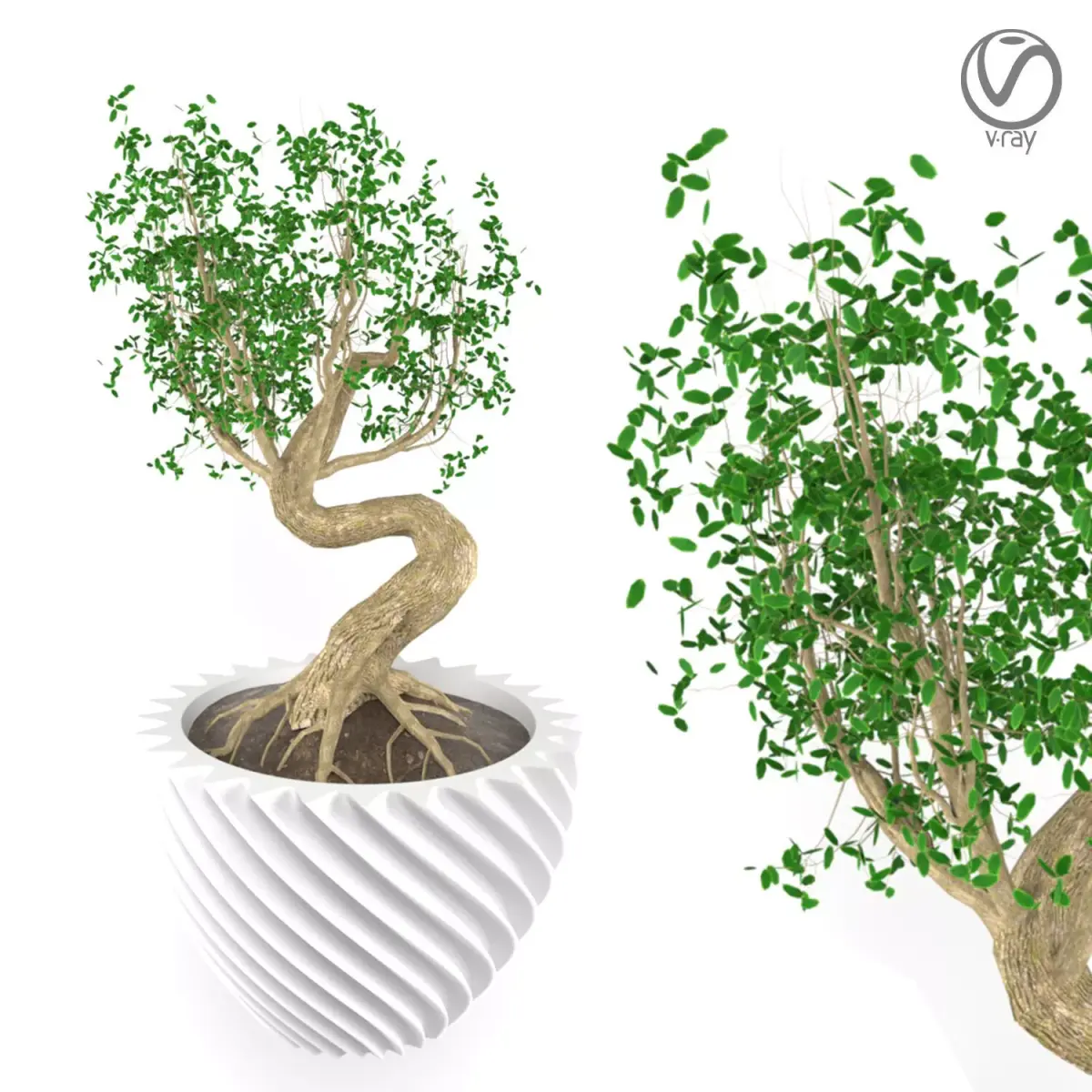 Bonsai tree Free 3D model buy