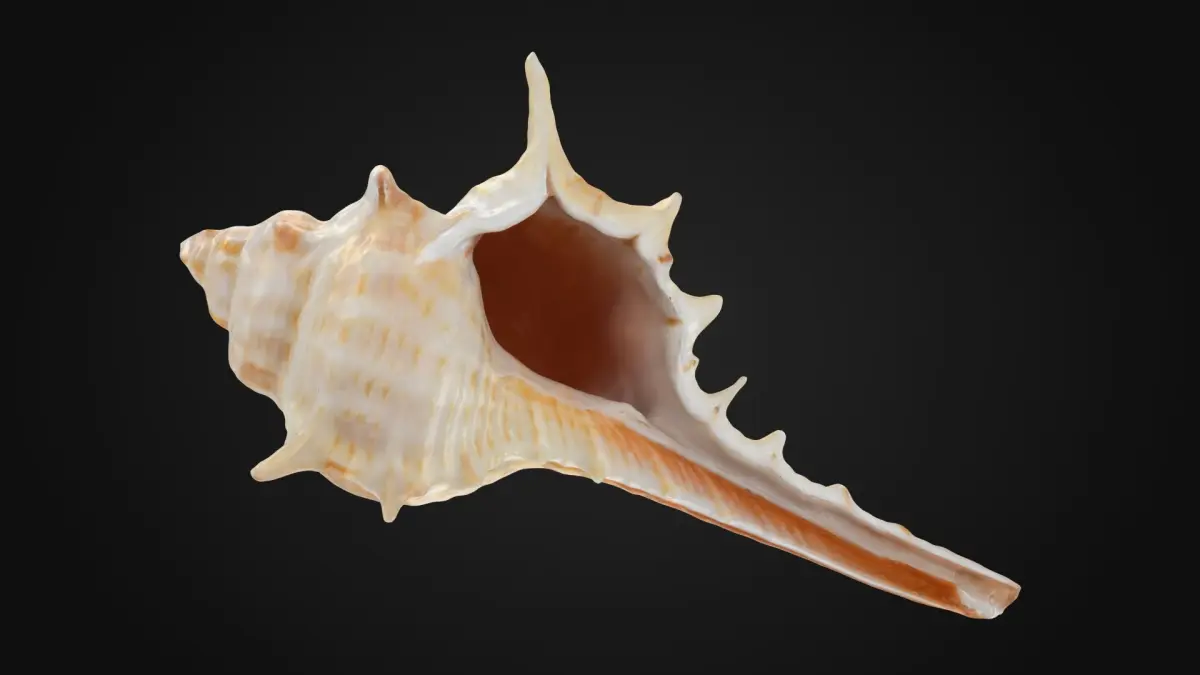 Murex Carbonnieri 3D model