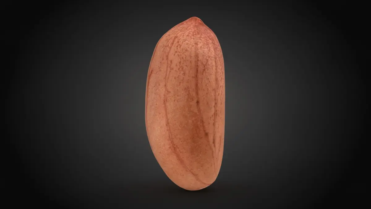 Peanut Kernel Collection 3D model