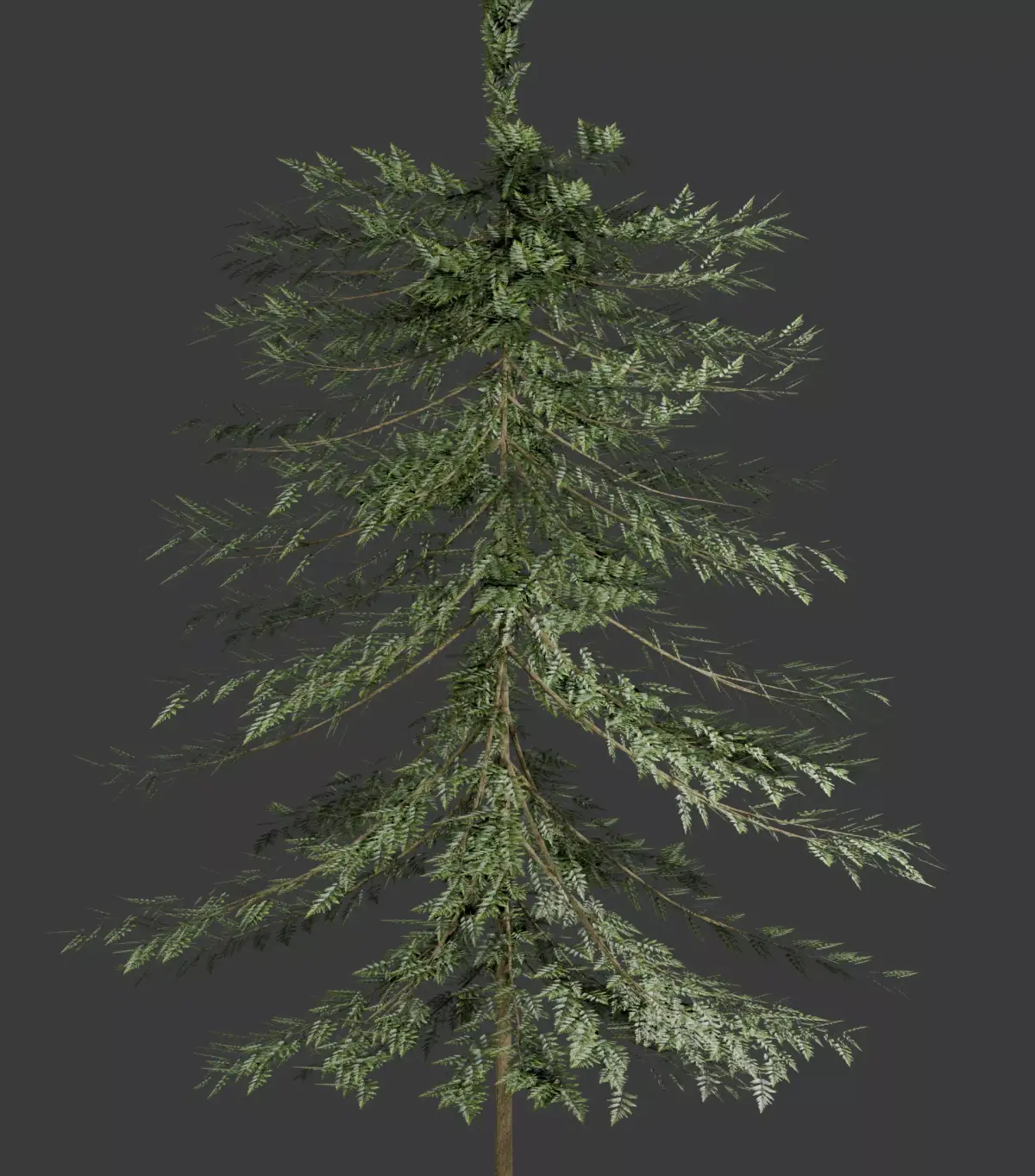Arbor Conifera Realistic Evergreen Pine Tree 3D Model  Low-poly 3D model