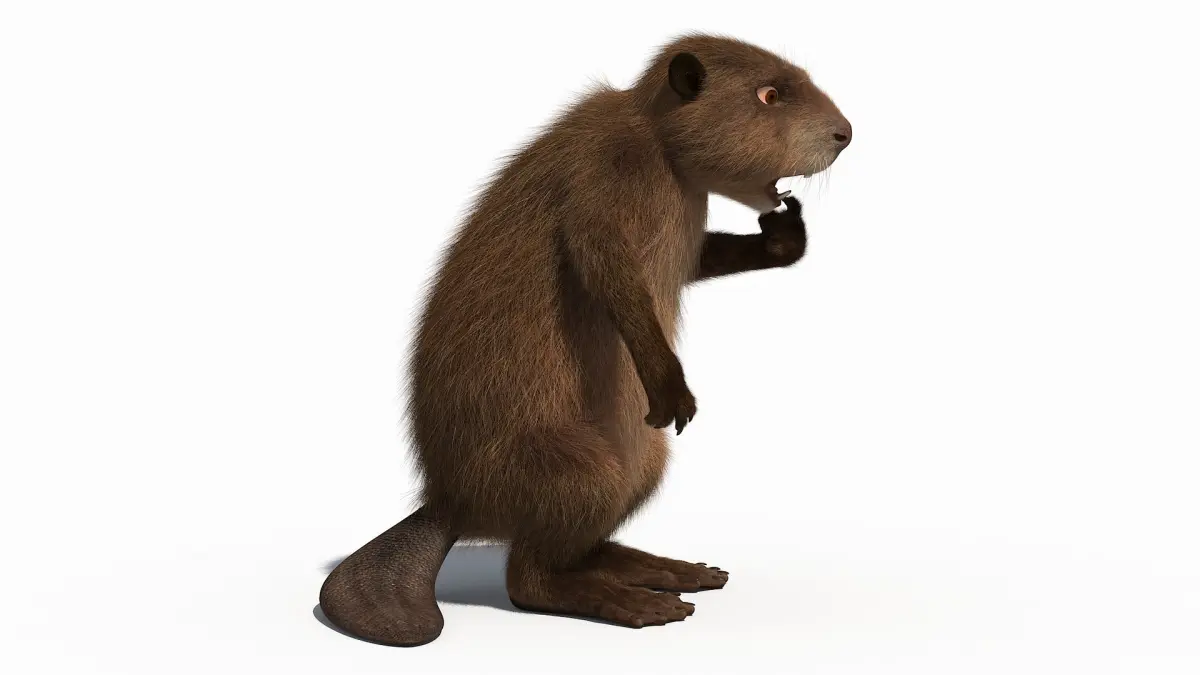 Cartoon Beaver 3D model