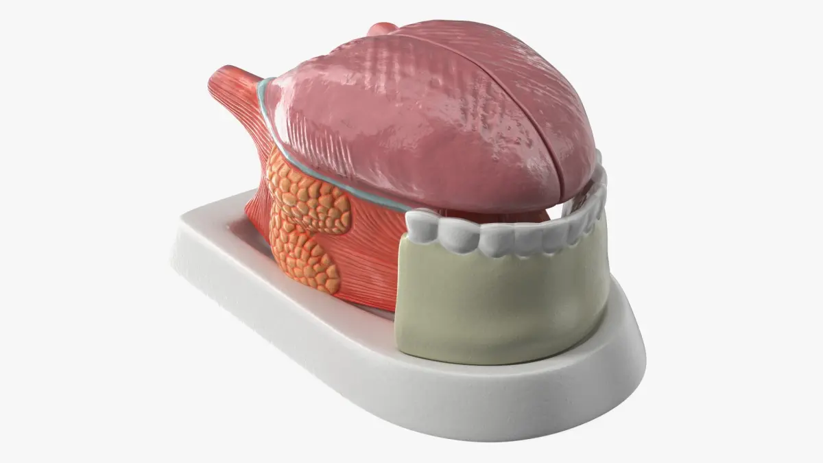 Human Tongue Anatomy Model 3D model