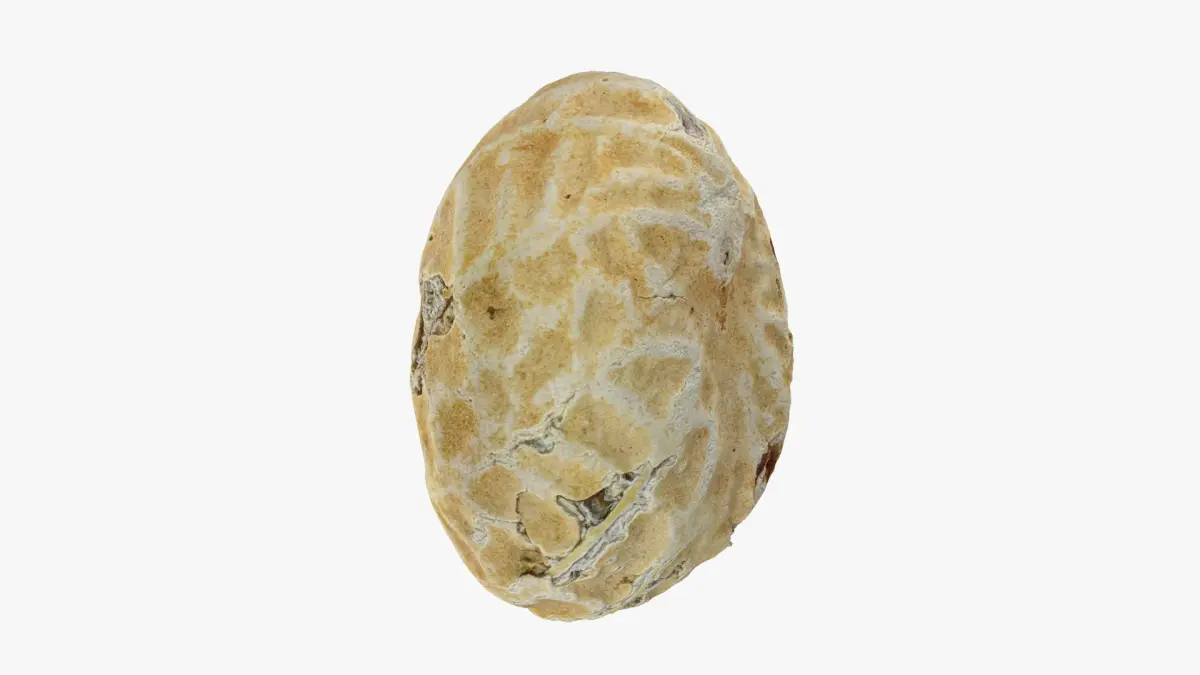 Single Peanut Shell 3D model