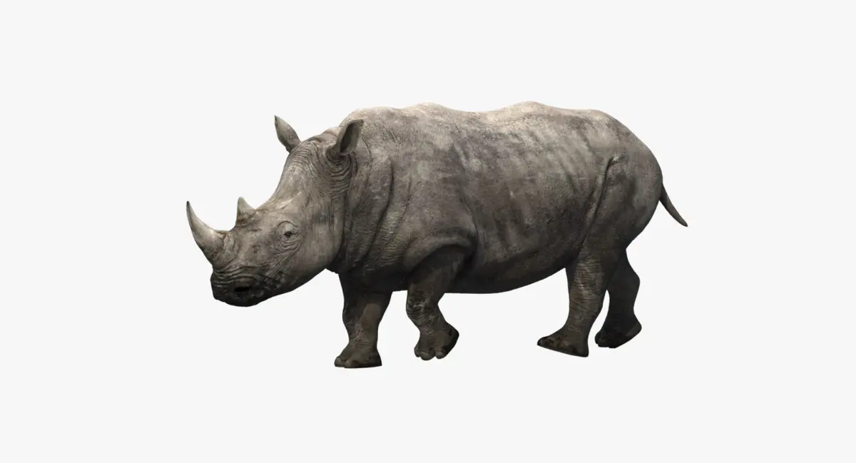 Rhino Animated 3D model purchase