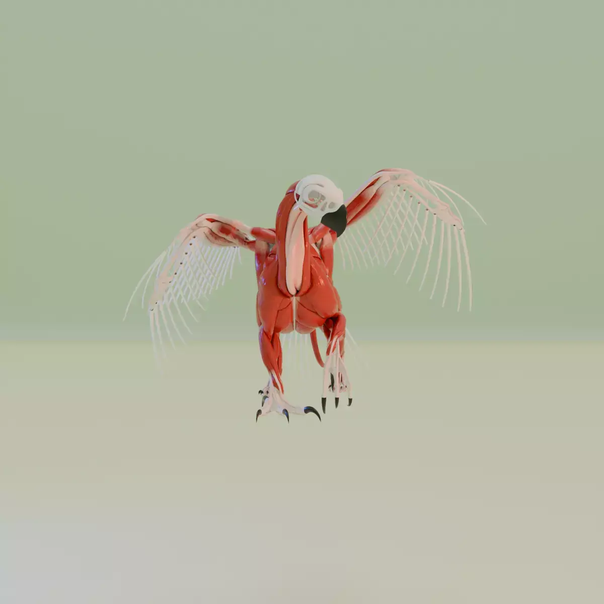 gryphon anatomy 3D model
