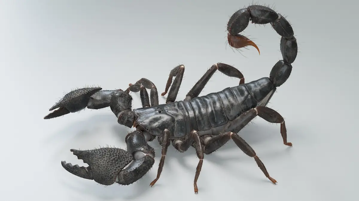 Black Emperor Scorpion Rigged Xgen 3D model
